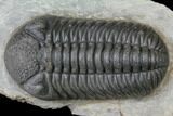 Detailed Morocops Trilobite - Ofaten, Morocco #125993-4